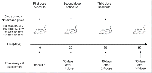Figure 3. The Immunization schedule on wistar rats by serial fractional dose with ID injection.