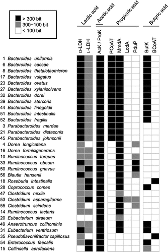 Fig. 3. Occurrence of homologous proteins responsible for SCFA synthesis from glucose in the genomes of dominant human gut bacteria.