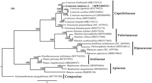 Figure 1. The phylogenetic tree based on 24 chloroplast genomes. Number above each node indicates the ML bootstrap support values.