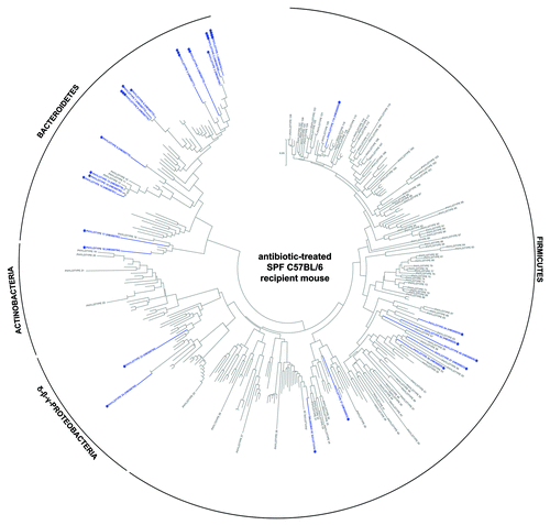 Figure 4. Taxonomic distribution of the 16S rRNA gene sequence phylotypes from the human-donor bacterial community which were detected by 454-pyrosequencing analysis within the antibiotic-treated SPF C57BL/6 recipient mouse. Branching orders correspond to that of the human-donor bacterial community (Fig. S5) although the type strain/isolate names were removed for clarity. Those human-donor derived phylotypes detected in the mouse model are denoted in blue, while those human-donor derived phylotypes not detected are denoted in gray. Corresponding dots following each colored phylotype indicate its relative percent abundance contribution to the whole community where ●, < 1%; ●●, 1–2%; ●●●, 2–5%; ●●●●, 5–20% and ●●●●●, > 20%. Scale bars represent 5% nucleotide sequence divergence.