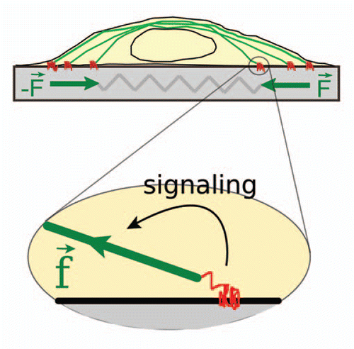 Figure 1 Acto-myosin contractility, adhesion complexes and rigidity. An adherent cell applies traction forces that are generated by the contractile acto-myosin machinery (green) and are transmitted to the substrate through integrin-based adhesion complexes (red). The resultant dipole forces, F, are resisted by the elasticity of the substrate which acts basically as a spring. Current models of rigidity sensing are mainly based on (local) stretching of sensory molecules of the adhesion complexes (zoom). On rigid-weakly deformable-substrates local force components, f, induce stretching and phosphorylation of specific molecules, thus triggering mechano-chemical signaling cascades that enhance in turn contractility.