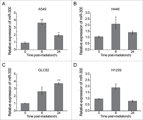 Figure 1. IR up-regulates miR-300 expression in lung cancer cells. (A-D) Human lung cancer cells A549 (A), H446 (B), GLC82 (C) and H1299 (D) were exposed to 2 Gy of X-rays. The relative expression levels of miR-300 were evaluated by qRT-PCR at 0, 6, 24 h post-irradiation. * P < 0.05, ** P < 0.01, compared to control.