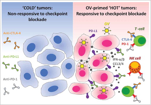 Figure 1. Oncolytic viruses make tumors ‘hot’ and suitable for checkpoint blockade cancer immunotherapies. Immune checkpoint blockade is inefficient in ‘cold’ tumors, which are poorly infiltrated by immune cells and also have low expression of PD-L1 on their surface. In the absence of available targets, immune checkpoint blockers like anti-PD-L1 (targeting PD-L1 expressed at the surface of cancer cells or on antigen-presenting cells), alone or in combination with anti-CTLA-4, remain therapeutically inefficient (left panel). Therapeutic administration of oncolytic viruses (OV) into tumors promotes strong antiviral immune response accompanied by the production of cytokines such as type-1 interferons and chemokines.Citation17,Citation26-Citation28 Type-1 interferons promote the expression of PD-L1 on the surface of cancer cells, while chemokines like CCL3 and CCL4 attract immune cells which often express PD-1 or CTLA-4.Citation29-Citation32 Thus, antiviral immunological events inflame the tumor and make it ‘hot’. When checkpoint inhibitors are administered subsequently, they can bind to their respective targets on either cancer or immune cells. As a final result, oncolytic viruses sensitize tumors to the therapeutic effects of immune checkpoint inhibitors (right panel). OV: Oncolytic virus; NK cell: Natural killer cell; PD-1: Programmed death-1; PD-L1: Programmed death ligand-1; CTLA-4: Cytotoxic T-lymphocyte-associated protein 4; IFN-α/β: Interferon-alpha or beta; CCL3/4: Chemokine (C-C motif) ligand 3 or 4.