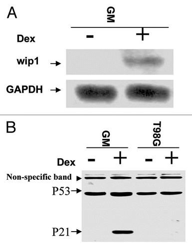 Figure 2 The Wip1 is induced by an elevated steady-state level of wtp53. (A) Autoradiogram of RNA gel blots using either Wip1 cDNA or GAPDH as probe. Lanes: marked (−), GM47.23 cells without Dex (control, no induction of wtp53); Marked (+), GM47.23 cells with Dex (for the induction of wtp53). (GAPDH used as a RNA loading control). The Wip1 mRNA can be detected in GM cells with the wtp53 induction. (B) Western blots analysis of p53 and p21 proteins in both GM and its parental cell line T98G cells. The p21 is only detected in GM cells with the addition of Dex (+), indicating the activity of wtp53.