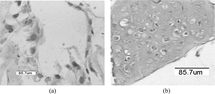 Figure 3 (a) Chondrocytes in Col/Chi/HA matrix 1 week after seeding. (b) chondrocytes in Col/Chi/HA matrix 3 weeks after seeding. H&E staining.