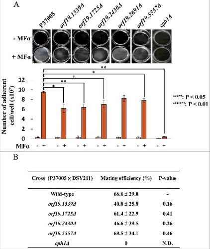 Figure 2. ORF19.1539, ORF19.1725, ORF19.2430 or ORF19.5557 in C. albicans P37005 are specifically involved in white cell pheromone response but are dispensable in opaque cell pheromone response. (A) White cells of P37005 cultured in Lee's medium in the presence or absence of pheromone (MFα) in plastic dishes. Images were taken after PBS washing (top panel), and the remaining adhered cells were quantitated (bottom panel). (B) Opaque cells of the wild-type and mutant strains (MTLa/a; SAT−, Arg+) were crossed with the MTLα/α DSY211 strain (SAT+, Arg−) on Spider medium for 48 hr. Cells were plated onto selective media (SAT+, Arg−) to quantitate mating efficiencies. The cph1Δ strain of P37005 served as a negative control. Values are the mean ± SD of three experimental replicates, and two technical repeats were performed for each experimental replicate. #: P < 0.05; ##: P < 0.01.