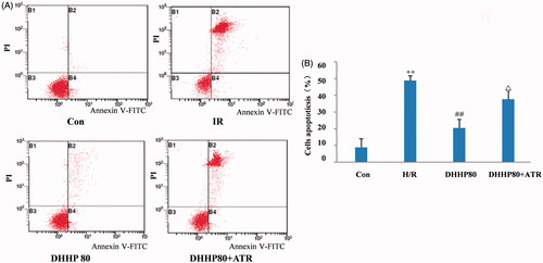 Figure 9. Effects of DHHP on cell apoptosis. (A) Two-dimensional scatter plot of apoptosis. (B) Quantification of apoptosis. Data were expressed as the mean ± SD (n = 10). **p < 0.01 vs. Con; ##p < 0.01 vs. H/R; Δp < 0.05 vs. DHHP 80.