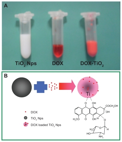 Figure 3 Photographic image (A) and the schematic representation (B) of doxorubicin loading onto the TiO2 nanoparticles through the formation of DOXTiO2 nanocomposites.Abbreviations: DOX, doxorubicin; TiO2, titanium dioxide; Nps, nanoparticles.