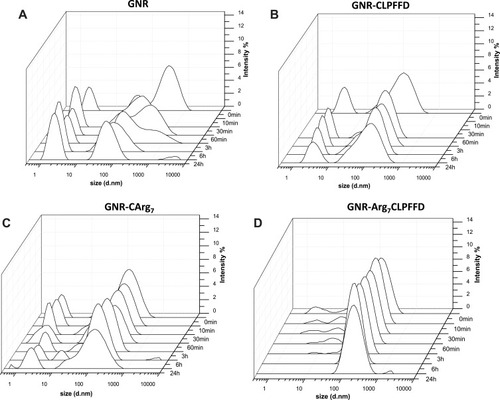 Figure 2 Interaction of liposomes with nanoparticles by average dynamic light scattering over time. Representative spectrum of % intensity vs d.nm over time (0–24 h) of (A) GNR; (B) GNR-CLPFFD; (C) GNR-CArg7 and (D) GNR-Arg7CLPFFD.