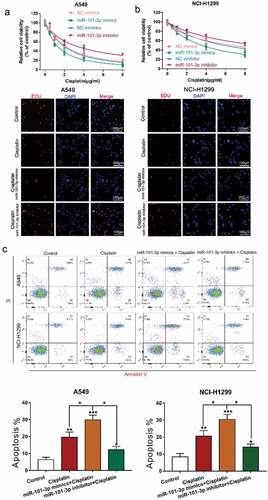 Figure 2. MiR-101-3p mimics increased sensitivity to cisplatin and promoted cell apoptosis