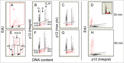 Figure 1. Relationship between expression of p12, incorporation of EdU and cellular DNA content. A549 cells were exposed to EdU for 30 (top rows) or 60 min (bottom rows), the EdU incorporation was detected by the Click-ItTM protocol, cellular expression of p12 was detected immunocytochemically, DNA was counterstained with DAPI and cellular fluorescence was measured by laser scanning cytometry.Citation60-62 During the “paint-a-gate” analysis the cells incorporating EdU were colored red (A and E) and on the bivariate distribution histograms the EdU incorporation is correlated with expression of p12 presented either as the mean integrated value of fluorescence intensity over cell nucleus (B and F) or the mean intensity of maximal pixel (C and G). The dashed skewed lines in (B, C, F, and G) show the upper level of fluorescence of the cells stained with the secondary Ab only; the cells below these lines are thus considered p12 negative. Also presented is a direct relationship between p12 and EdU incorporation (D and H). The inset in (D) shows the DNA content frequency histogram from that culture. The dashed lines in (E) outline the cells that during duration of the 60 min pulse-exposure to EdU were entering S (eS), were constantly present during pulse duration (mid-S), or were entering G2 (eG2). It is quite evident that nearly all cells with DNA content equivalent of S are incorporating EdU and are p12 negative. Presented is the percentage of cells at the G1 to S transition (with DNA content equivalent of G1) that are p12-negative and did not incorporate EdU (42% and 33%; pointed at by open arrows). As described in the text, such distribution of EdU-negative and p12-negative cells at the G1 to S transition is indicative that initiation of DNA replication starts rather rapidly after loss of p12; the amount of DNA synthesized at that time however is so small that based on DNA content these cells are still recognized as in G1. Likewise among the p12 negative cells at the S/G2 transition (with a G2M DNA content) also less frequent are the cells that did not incorporate EdU (34% and 29%). Thus termination of DNA replication appears to be shortly followed by re-expression of p12.