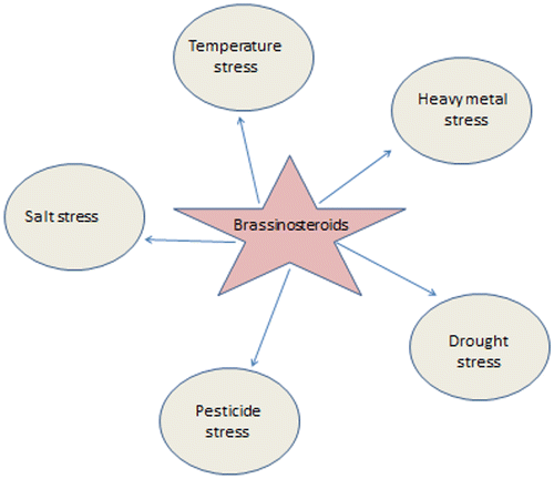 Figure 2. Brassinosteroids modulate plant responses under different abiotic stresses.