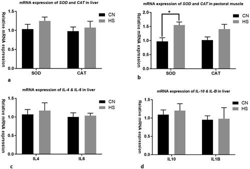 Figure 3. Effect of heat stress (HS) on antioxidant and immune status of crossbreed chicken. Relative mRNA expression levels of superoxide dismutase (SOD) and catalase (CAT) in liver (a) and in pectoral muscle (b). Relative mRNA expression levels of IL-4, IL-6 (c), IL-10 and IL-1β (d) in hepatic tissues. *Significant difference at p < .05. CN and HS represent control group and heat stress group, respectively.