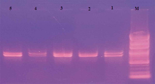 Figure 3. Gel image of ISSR-PCR bands amplified with UBC-853