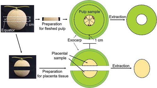 Figure 1. Method of segmenting the greenhouse muskmelons.Muskmelons were cut 0.5 cm above and below the equator, and juice was extracted from the placental tissue in the upper and lower halves (4.9% (w/w) of the total muskmelon weight without seeds). The center slice was used as the fleshed pulp sample after cutting out the outermost ring 1 cm from the exocarp.