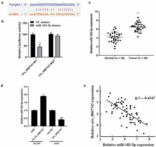 Figure 4. Circ_0067741 targets and regulates miR-183-5p expression in lung adenocarcinoma.