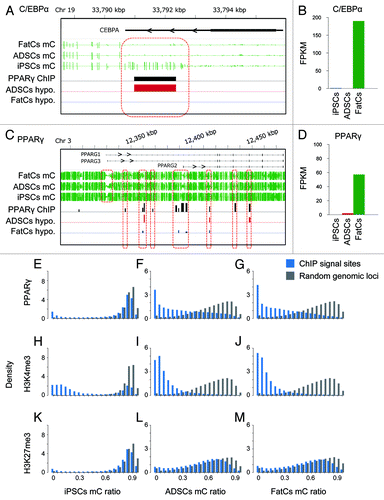 Figure 4. Methylation of PPARγ binding sites. (A,C) Shown are mC values in the C/EBPα (A) and PPARγ (C) gene loci. Black bars; PPARγ binding regions based on ChIP-Seq data, red bars; differentially methylated regions between ADSCs and iPSCs, blue bars; differentially methylated regions between ADSCs and FatCs. (B, D) The expression level of C/EBPα (B) and PPARγ (D) in each cell type. (E-G) The histogram of mC ratio at 52040 PPARγ sites compared with those for random genomic loci in each cell type. (H-J) The histogram for 33402 ChIP signal sites of H3K4me3 (activation mark) in each cell type. (K-M) The histogram for 54130 ChIP signal sites of H3K27me3 (repression mark) in each cell type.