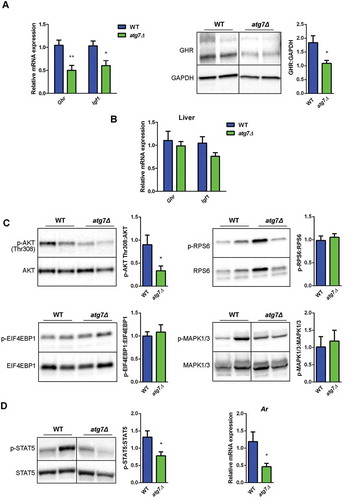 Figure 5. The GH-IGF1 pathway is altered in atg7Δ mice skeletal muscle. (a) RT-qPCR analysis of Ghr and Igf1 and immunoblotting analysis of GHR in GC of WT and atg7Δ mice at P21 (n ≥ 5 per genotype). GAPDH is used as a loading control. (b) RT-qPCR analysis of Ghr and Igf1 in liver of WT and atg7Δ mice at P21 (n ≥ 5 per genotype). (c) Representative immunoblot analysis of phospho-AKT on threonine 308 (p-AKT Thr308) normalized to total AKT (n ≥ 10 per genotype), phospho-RPS6 (p-RPSS6) normalized to total RPS6 (n ≥ 6 per genotype), phospho-EIF4EBP1 (p-EIF4EBP1) normalized to total EIF4EBP1 (n ≥ 8 per genotype), phospho-MAPK1/3 (p-MAPK1/3) normalized to total MAPK1/3 (n ≥ 6 per genotype) in GC protein extracts. Densitometric quantifications are provided. (d) Representative immunoblot analysis of phospho-STAT5 normalized to total STAT5 and RT-qPCR analysis of Ar in GC extracts (n ≥ 5 per genotype). Values are expressed as mean ± SEM. * vs WT (* P < 0.05, ** P < 0.01).