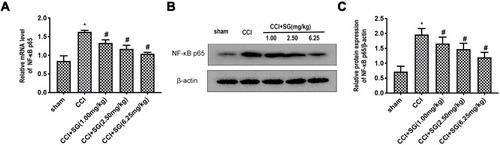 Figure 4 Effect of SG on NFκB p65 expression in spinal dorsal horn of CCI rats. (A) RT-PCR analysis of NF - κ B p65 mRNA levels in the dorsal horn of the spinal cord. (B) Western blot analysis of NF - κ B p65 protein levels in the dorsal horn of the spinal cord. (C) Densitometry analysis of NF - κ B p65 protein levels in the dorsal horn of the spinal cord. Data are shown as mean ± SD, n = 3. Compared with the sham operation group (*P < 0.05), compared with CCI group (#P < 0.05).