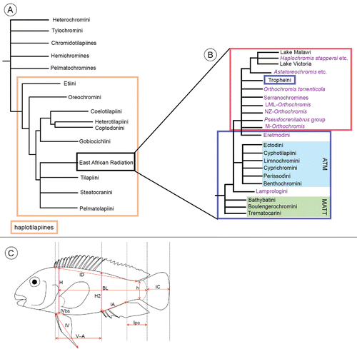 FIGURE 1. A, simplified composite phylogenetic tree depicting possible relationships among the Pseudocrenilabrinae, based on Schwarzer et al. (Citation2009) and Dunz and Schliewen (Citation2013). B, strict consensus phylogenetic tree illustrating possible relationships within the ‘East African Radiation’; tree was compiled using the ‘compute consensus’ option of PAUP. Sources: Neighbor-joining consensus tree based on mitochondrial and nuclear genetic data (amplified fragment-length polymorphism [AFLP]; Weiss et al., Citation2015:fig. 3), and maximum likelihood tree based on mitochondrial and nuclear genetic data (Meyer et al., Citation2015:fig. S1); only nodes with a bootstrap support >50 were considered. Abbreviations: ATM, ancient Tanganyika mouthbrooders; MATT, most ancient Tanganyika tribes; M-Orthochromis , Malagarasi Orthochromis from the rivers Malagarasi, Luiche, and Rugufu; LML-Orthochromis , Orthochromis from the Luapula-Mweru system and the Lualaba/Congo system; NZ-Orthochromis , northern Zambian Orthochromis from northern Zambia; see Weiss et al. (Citation2015) and Meyer et al. (Citation2015) for further explanations. Lineages that include riverine taxa are depicted in purple font. The blue frames encompass tribes endemic to Lake Tanganyika (except for the riverine group within the Lamprologini). The red frame encloses all lineages of the Haplochromini. C, illustration of a generalized cichlid depicting all morphometric measures (arrows) used in this study. Abbreviations: BL, body length; h, minimal body height; H, maximal body height; H2, body height at origin of anal fin; lA, length of anal fin base; lC, length of caudal fin; lD, length of dorsal fin base; lpc, length of caudal peduncle; lV, length of pelvic fin; lVbs, length of pelvic fin base; V–A, distance between pelvic fin origin and anal fin origin.