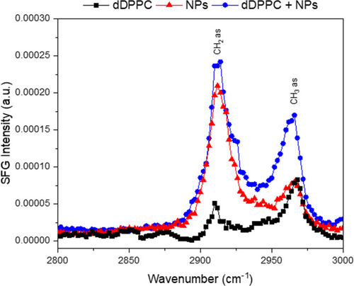 Figure 6 Representative SFG spectra showing the CH region for the lipid monolayer, 20 nm Au-SOA-HPC-HT and the NP-dDPPC lipid interface. The black squares correspond to only the lipid monolayer at the air/water interface. The red triangles correspond to only the Au-SOA-HPC-HT. The blue circles correspond to the interaction of NPs and the lipid monolayer at the surface after 4 hrs. The CH2 asymmetric stretch is at 2913 cm−1 with the CH3 asymmetric stretch at 2963 cm−1. The spectra show that NPs are at the NP-dDPPC interface and responsible for the observed structural changes in the lipid monolayer.