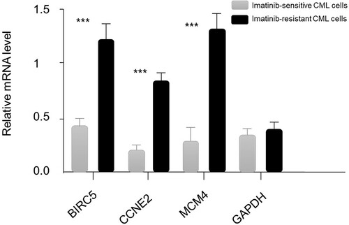 Figure 3. The expression levels of mRNAs of three hub genes in two groups of samples. The BIRC5, CCNE2, MCM4 and glyceraldehyde-3-phosphate dehydrogenase (GAPDH; as control) transcripts in different cell lines. Error bars show mean ± s.d., *** mean the difference is statistically significant (P < 0.001).