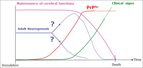 Figure 2. Diagram summing up our work hypothesis and showing the maintenance of cerebral functions (pink curve), accumulation of PrPSc (red curve), and onset of clinical signs (green curve). The blue curve represents adult neurogenesis which is our subject of interest; we still do not know whether adult neurogenesis is maintained, increased, or decreased. One hypothesis is that during the development of the disease, the balance between the integrity of the cerebral functions and absence of clinical signs could be maintained thanks to endogenous adult neurogenesis. Then, as a consequence of PrPSc accumulation, a progressive inhibition of the system might occur.