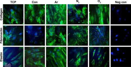 Figure S6 ECM formation by the human dermal fibroblasts after plasma surface modification. Immunocytochemistry confirmed the expression of the ECM markers after 14 days on the plasma-modified and untreated scaffolds (green: collagen type I, elastin, fibronectin; blue: DAPI).Note: Scale bar: 20 µm.Abbreviations: Ar, argon; Con, untreated; ECM, extracellular matrix; N2, nitrogen; Neg con, negative control where primary antibody was omitted; O2, oxygen; TCP, tissue culture plate.