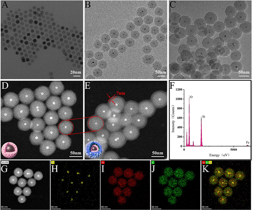 Figure 1 TEM images of Fe3O4 NPs (A), M-MSNs (B) and DG@NPs (C). TEM dark field images of M-MSNs (D) and DG@NPs (E). (F) EDS spectrum of M-MSNs; (G–K) M-MSN HAADF-STEM image and elemental mapping.