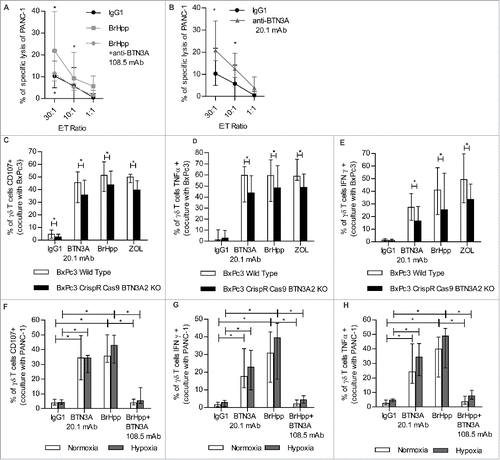 Figure 5. Vγ9Vδ2 T cell anti-tumor functions towards PDAC result in BTN3A enhanced PDAC lysis that involve BTN3A2 and are conserved under hypoxia. (A, B) Specific lysis of PANC-1 by effector Vγ9Vδ2 T cells from healthy donors assessed in a standard [51Cr]-release assay in the presence of (A) BrHpp ± anti-BTN3A 108.5 antagonist mAb (n = 6) or (B) agonist anti-BTN3A 20.1 mAb (n = 7). Data are shown for Effector to Target (E:T) ratio 30:1; 10:1 and 1:1. Cumulative data from 3 independent experiments. Results were expressed as median ± interquartile range and statistical significance was established using the non-parametric paired Wilcoxon U-test. *p < 0.05. (C,D,E) Expanded Vγ9Vδ2 T cells from healthy donors (n = 3) were co-cultured with Wild Type BxPc3 or BTN3A2 knock-out BxPc3 cell line and treated with anti-BTN3A agonist (20.1) mAb or BrHpp ± anti-BTN3A antagonist (108.5) mAb or Zoledronate (ZOL). (C) Cytolytic degranulation was assessed by CD107 a/b expression of Vγ9Vδ2 T cells. (D,E) By flow cytometry, TNFα production (D) and IFNγ production (E) were assessed by intracellular staining of Vγ9Vδ2 T cells. Results are expressed as median ± range. Cumulative data from 2 independent experiments. (F,G,H) Expanded Vγ9Vδ2 T cells from healthy donors (n = 7) were co-cultured with PANC-1 cell line and treated with BrHpp ± anti-BTN3A antagonist (108.5) mAb or anti-BTN3A agonist (20.1) mAb in normoxic (20% O2) or hypoxic conditions (0.1% O2). (F) Cytolytic degranulation was assessed by CD107 a/b expression of Vγ9Vδ2 T cells (n = 7). (G,H) By flow cytometry, IFNγ production (G) and TNFα production (H) were assessed by intracellular staining of Vγ9Vδ2 T cells (n = 6). Results are expressed as median ± interquartile range. Cumulative data from 3 independent experiments. Statistical significance was established using the non-parametric paired Wilcoxon U-test. *p < 0.05.