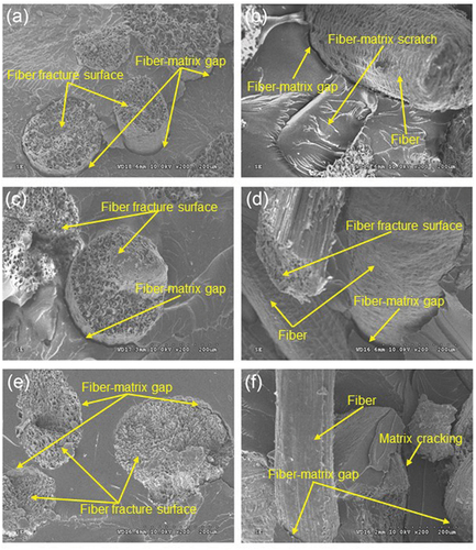 Figure 11. Microscopic SEM images of ULC fracture surface (a), USC fracture surface (b), AALC fracture surface (c), AASC fracture surface (d), ALC fracture surface (e), and ASC fracture surface (f).