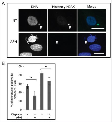 Figure 8. Micronuclei are positive for histone γH2AX in the absence of a genotoxic agent. (A) Cells were either non-treated (NT) or treated with aphidicolin for 24 h, and were stained with DAPI and anti-histone γH2AX antibodies, and observed by immunofluorescence microscopy. Merge of images is shown on right. Scale bar = 25 μm. The arrows point to micronuclei. (B) Images cells treated as described in (A), and treated with cisplatin, or with cisplatin and aphidicolin were counted and the mean percentages of micronuclei positive for histone γH2AX staining are shown. Standard error of means are shown. The asterisks show significant differences.