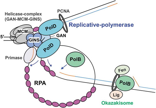 Figure 5. A model for the function of RPA in the progression of T. kodakarensis DNA replication.The replicative helicase complex (consisting of GAN, MCM, and GINS) unwinds template DNA, generating ssDNA that is coated by RPA. RPA also contributes to the progression of the replication fork by unfolding the ssDNA secondary structure. Both PolB and PolD can progress DNA synthesis while removing RPA. Template DNA, nascent DNA, and primer are shown as black, blue, and orange lines, respectively.