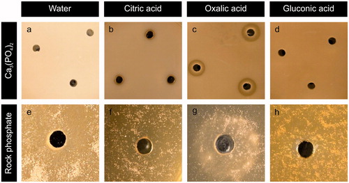 Figure 4. Solubilization haloes from (a–d) Ca3(PO4)2 or (e–h) rock phosphate by addition of individual organic acids into wells bored in MEA plates amended with 0.5% P mineral. Agar wells were filled with 20 µl (a, e) ultrapure water, (b, f) citric, (c, g) oxalic or (d, h) gluconic acid. All organic acid concentrations were 0.5 mol/l. Images shown are typical examples from several determinations.