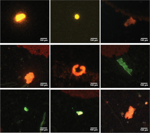 Figure E1. Example micrographs of some of the microplastics identified in compost and air samples and particles identified as polystyrene sulfonic acid. From left to right and top to bottom: downwind air sample, downwind air sample, on-site air sample, on-site air sample, upwind air sample, shredding stage compost sample, turning stage compost sample, turning stage compost sample, screening stage compost sample. Corresponding spectra are in Figure SF3. Scale bar = 100 µm.