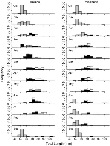 Figure 2. Length percentage frequency histograms for Galaxias maculatus in A, Kakanui River, and B, Waikouaiti River across the 2018–2019 sampling period. Grey bars indicate unsexed juveniles, black bars males, and white bars females.