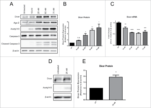 Figure 1. Panobinostat posttranscriptionally enhances Dicer protein expression. A. JAR cells treated with increasing doses of Panobinostat for 24 h were harvested, lysed, and probed for expression of Dicer, Argonaute-2, acetylated histone 3, Caspase-3, cleaved Caspase-3, and β-actin via Western blot. Data represent three independent experiments. B. Data from A quantified from three independent experiments. C. RNA was harvested from the previous cell treatments and Dicer and β-actin mRNA levels were assessed via quantitative real-time RT-PCR. D. JAR cells treated with 25 nM Trichostatin A were harvested and probed for expression of Dicer, acetylated histone 3, and β-actin via Western blot. The data represent three independent experiments. E. Data from D quantified from three independent experiments. Error bars ± SEM, *P < 0.05, **P < 0.005, ***P < 0.0005.