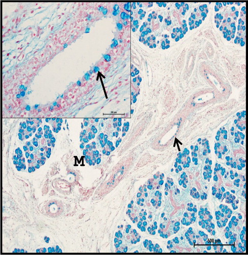 Figure 14. Photomicrograph of 40.5 cm CVRL (165th day) buffalo foetus showing localization of acidic mucopolysaccharides in goblet cells (arrows) of mandibular gland. (M-mucous cell). Alcian Blue 2.5 method ×40.