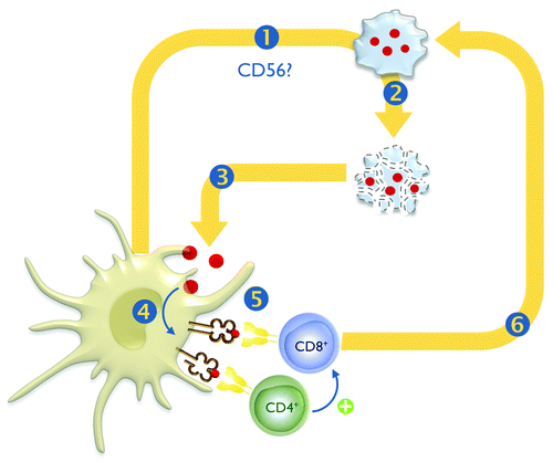 Figure 1. The killing road: postulated mechanism of action of killer dendritic cells. The killer dendritic cell (DC) recognizes (1) and kills (2) tumor cells. Tumor cell-derived fragments are then captured by the killer DC (3), internally processed (4) and subsequently presented on MHC molecules to CD4+ and CD8+ T cells (5). Tumor antigen-specific CD8+ CTLs then lyse the remainder bulk of tumor cells (6).