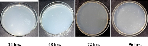 Figure 5c. Antibacterial activity of Ghamra leaf extract finished fabric against growth of Pseudomonas aeruginosa.