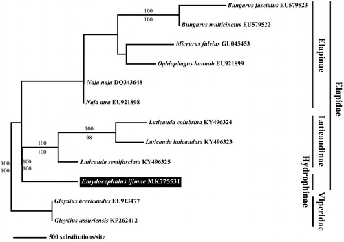 Figure 1. Maximum-likelihood (ML) tree based on the 13 mitochondrial protein-coding genes of Emydocephalus ijimae with other nine elapid snakes. We used each two species in Viperidae as the outgroup. The accession number of the mitogenomes, which obtained from GenBank, indicated after the scientific name of each species. On each branch, Bayesian posterior probabilities (above) and bootstrap value (below) are denoted.