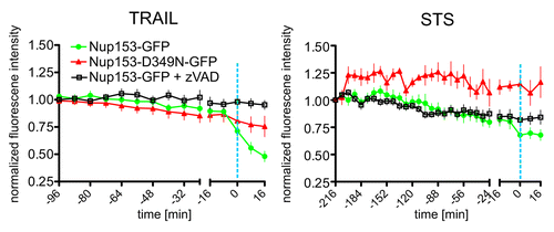 Figure 2. Caspase-dependent cleavage of Nup153-GFP coincides with chromatin condensation in TRAIL and STS-induced apoptosis. HeLa cells expressing Nup153-GFP (green line) or its caspase-uncleavable mutant Nup153-D349N-GFP (red line) were treated with STS or TRAIL. The former were additionally preincubated with the pan-caspase inhibitor zVAD (black line). Regions of interest corresponding to the nuclear rim were defined interactively taking care to omit convoluted regions (see also Material and Methods and Fig. S1D). Normalized Nup153-GFP signal intensities are plotted over time as in Figure 1A. The dashed blue line indicates the time point of nuclear condensation. Data points are the average of at least 15 cells. Error bars show the SEM.
