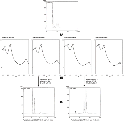 FIGURE 1 Characteristic HPLC chromatograms and UV spectra of the anomers punicalin and punicalagin (silicagel RP-18, KH2PO4 0.01 mol L−1 + H3PO4 0.01 mol L−1 + CH3CN - 4:42). 1A- Analytical chromatograms of the mixture. 1B - UV spectra of each compound. 1C-Analytical chromatogram after the preparative HPLC separation.