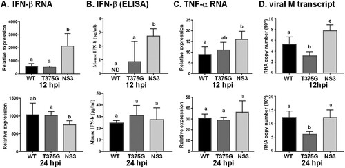 Figure 7. Expression profiles of cytokines and viral RNA in mice infected with reassortant AIVs. Mice (n = 5) were infected with reassortant AIVs, and blood were collected at 12 and 24 hpi. The expression levels of cytokines, including IFN-β and TNF-α were detected by qRT–PCR (A, C), or ELISA (B). Moreover, at 24 hpi, blood was collected and mice were sacrificed. IFN-β protein level in blood was detected by ELISA (B), and viral RNA (M gene) in lung tissue was measured (D). All experiments were conducted in triplicate. Significant differences between two groups are denoted by different letters.