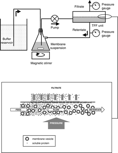 Figure 1.  Schematic diagram showing assembly and operation of a tangential flow filtration apparatus for bacterial membrane preparation. The lower panel shows a magnified view of the filter, to illustrate how membrane vesicles are separated from smaller, water-soluble proteins.