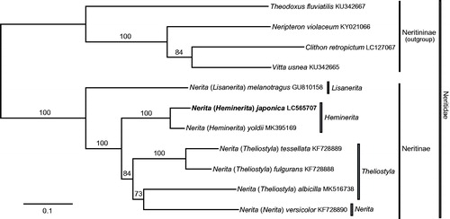 Figure 1. Maximum likelihood phylogeny of genus Nerita inferred from nucleotide sequences of 13 protein-cording and 2 ribosomal-RNA genes of mitochondrial genome. Tree reconstruction was performed under GTR + G model in RAxML v.7.4.2 (Stamatakis Citation2006) with a bootstrap analysis of 1,000 pseudoreplicates. Mitogenome of Nerita (Heminerita) japonica was newly determined; numbers on branches denote bootstrap values in %.