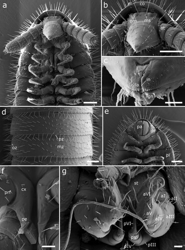 Figure 8. Siphonethus aff. dudleycookeorum sp. nov. (NZAC03038958), male, from New Zealand, SEM images. (a) Anterior body, ventral view. (b) Head, frontal view. (c) Detail of labrum. (d) Mid body-ring, dorsal view. (e) Posterior body-rings and preanal ring, ventral view (f) Leg pair 2 with penes, ventral view. (g) Gonopods, ventral view. Scale: a, b, d, e = 100 µm, c  = 10 µm f, g = 20 µm. Abbreviations: aI-aVI = podomeres of anterior gonopod, at = antennae, co = collum, cx = coxa, gn = gnathochilarium, in = incision of labrum, la = labrum, ms = macrosetae, mz = metazonite, om = ommatidia, oz = ozopore, pa = paraproct, pe = penis, pI-pVI = podomeres of posterior gonopod, pl = pleurite, pr = preanal ring, pz = prozonite.