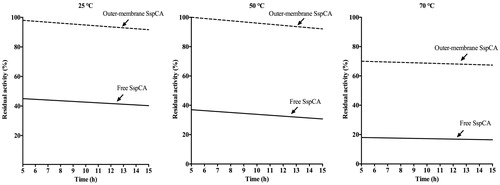 Figure 5. Temperature stability of the free SspCA and membrane-bound SspCA carried out at 25, 50 and 70 °C. Continuous line: free SspCA; dashed line: membrane-bound SspCA. Each point is the mean of three independent determinations.