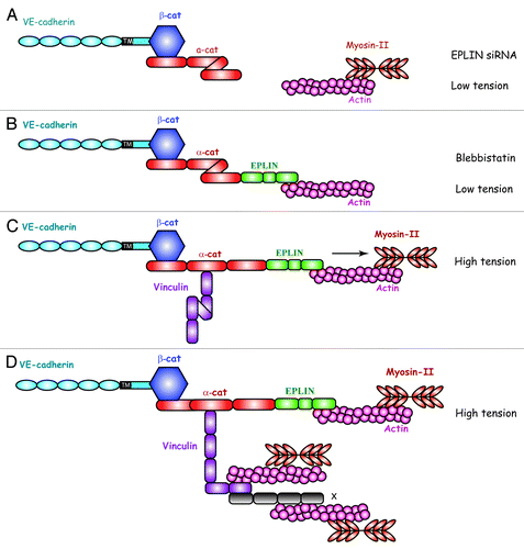 Figure 5. Hypothetic role of the EPLIN-a-catenin transmitter in the recruitment of vinculin at interendothelial AJs. (A) In the absence of EPLIN, the tension exerted by the actomyosin machinery is not transmitted to a-catenin. a-catenin adopts a folded conformation that prevents vinculin binding. (B) The traction exerted by actomyosin machinery is blocked by blebbistatin, an inhibitor of myosin-II. Despite the presence of EPLIN, a-catenin adopts a folded conformation and vinculin is not recruited at the AJ. (C) When the traction exerted by the actomyosin machinery is transmitted through EPLIN, a-catenin unfurls unmasking a vinculin-binding site. This allows vinculin recruitment at endothelial cell–cell junctions. (D) Once recruited at AJ, vinculin adopts an open conformation unmasking potential binding sites for additional actin-binding proteins X.