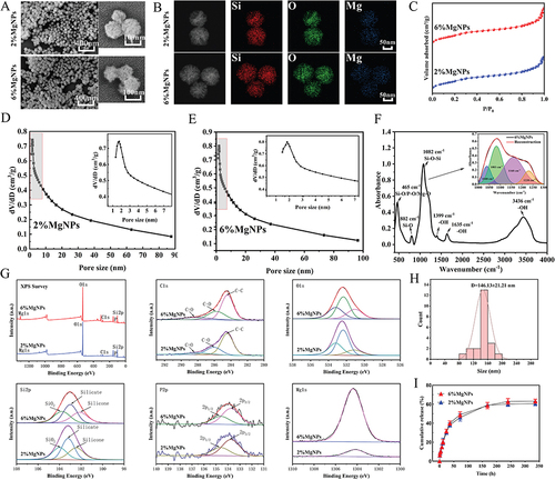 Figure 1 Characterisation of MgNPs at different concentrations. (A) Scanning electron microscope images of MgNPs at different concentrations, scale bar: 50nm. (B) TEM-EDS images at different concentrations, scale bar: 50nm. (C–E) N2 adsorption-desorption analysis and pore size distributions of 2%MgNPs and 6%MgNPs. (F) FTIR spectra of 6%MgNPs. (G) XPS survey scan and peak fitting of MgNPs at different concentrations. (H) Particle size distribution. (I) Gallic acid release profile of 2%MgNPs and 6%MgNPs in vitro. Results are presented as mean ± SD (N = 3).